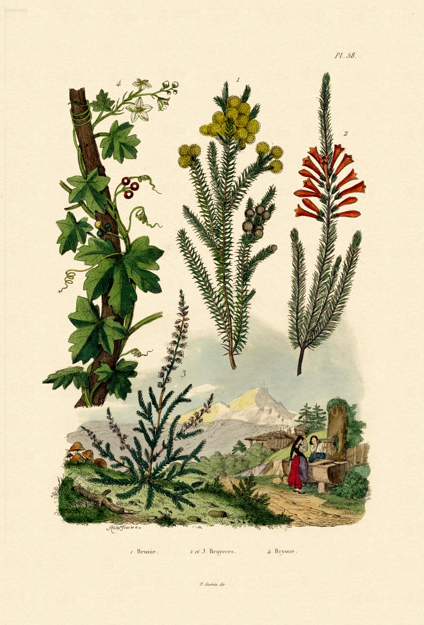 Kahve Çalı, 1833-39 by French School
