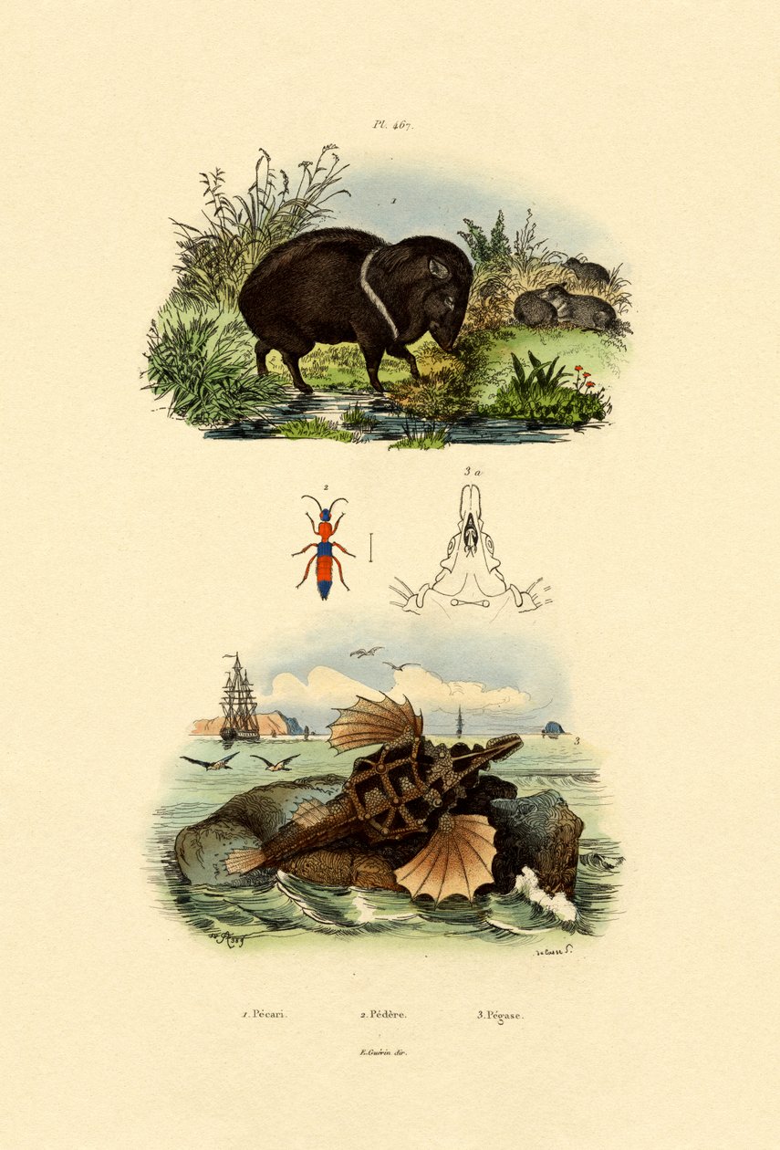 Yakalı Pekari, 1833-39 by French School