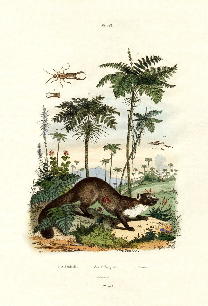 Ortak Avrupa Kulağakaçan, 1833-39 by French School