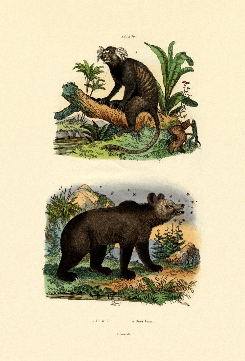 Ortak Marmoset, 1833-39 by French School