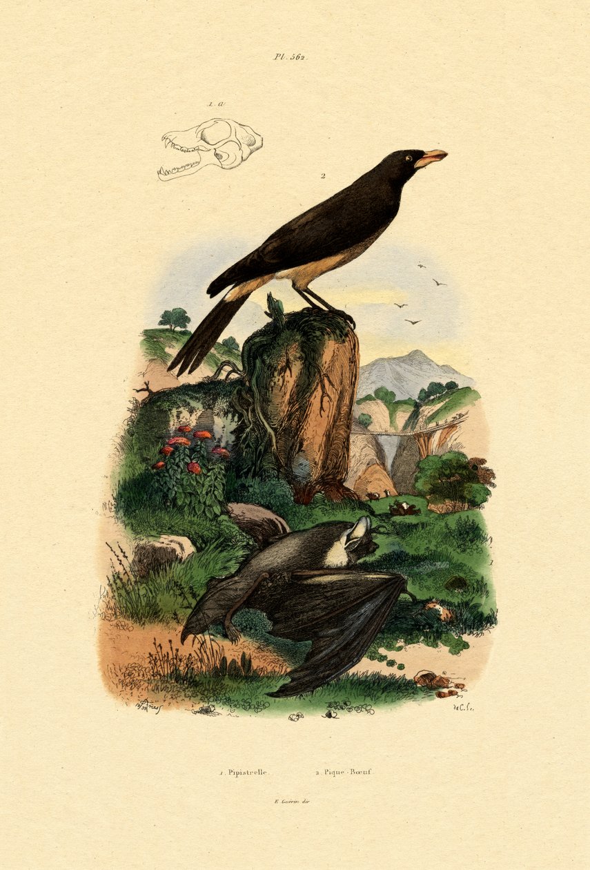 Ortak Pipistrelle, 1833-39 by French School