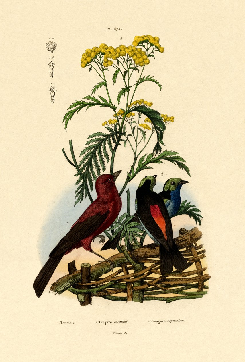 Ortak Tansy, 1833-39 by French School