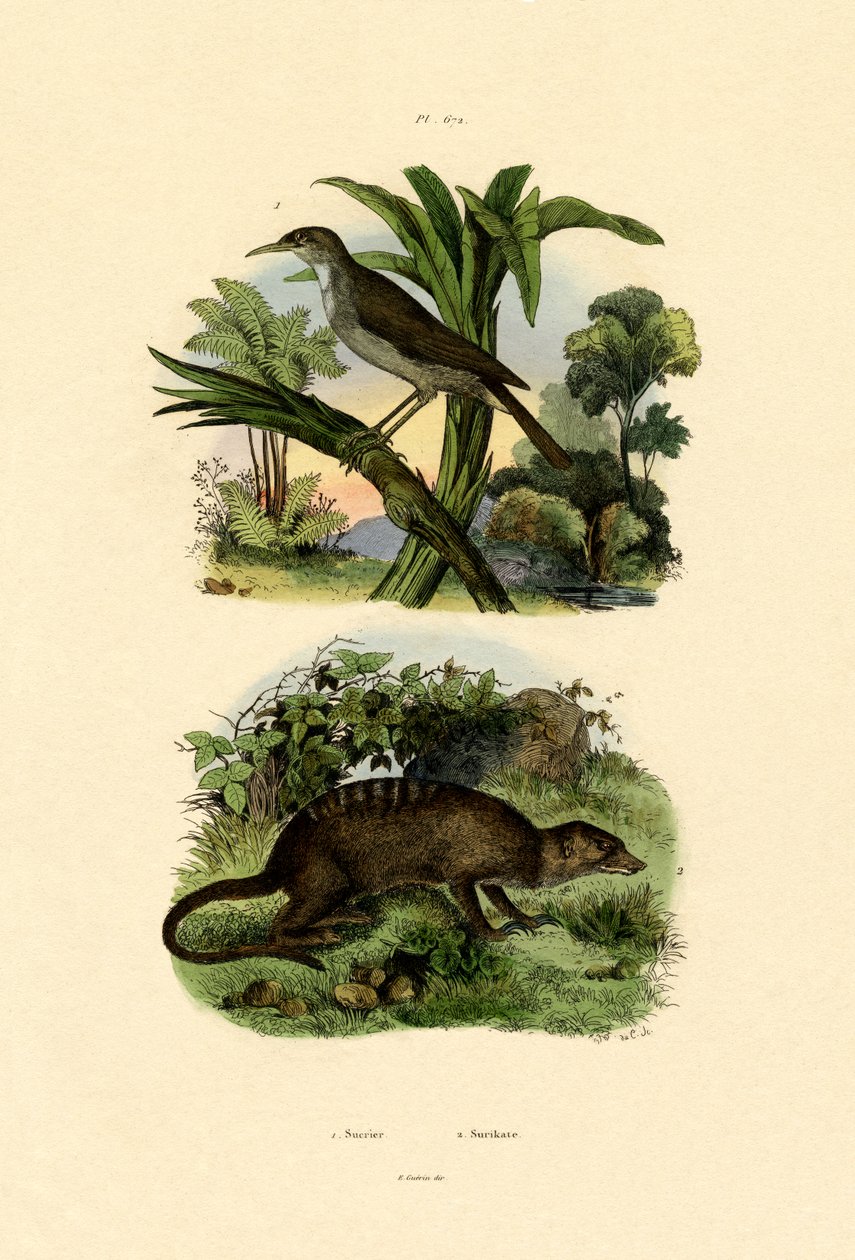 Conebill, 1833-39 by French School