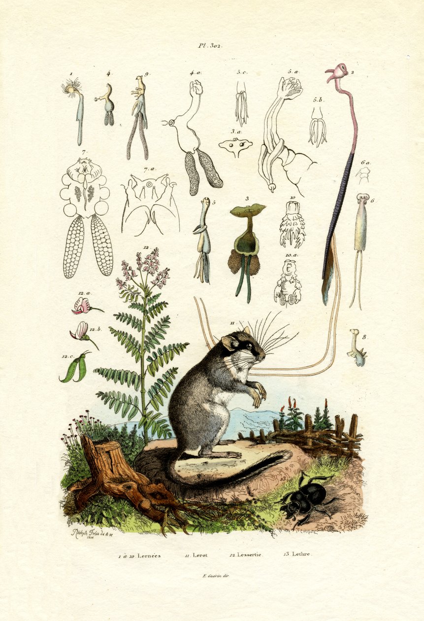 Kopepodlar, 1833-39 by French School