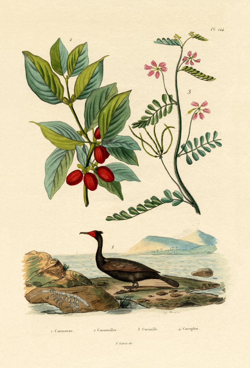 Karabatak, 1833-39 by French School