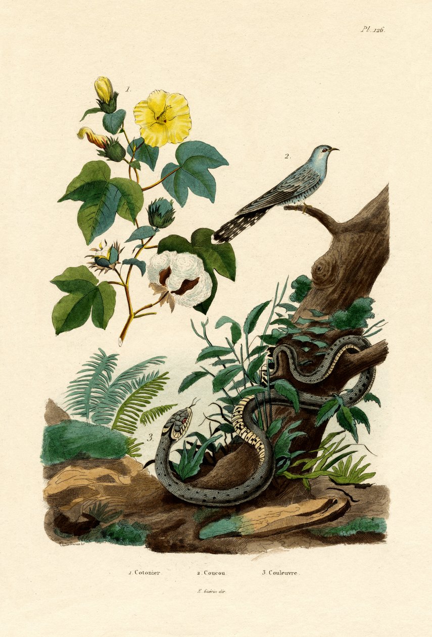 Pamuk, 1833-39 by French School
