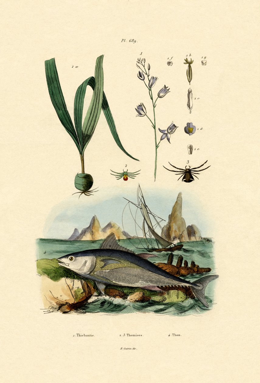 Yengeç Örümcek, 1833-39 by French School