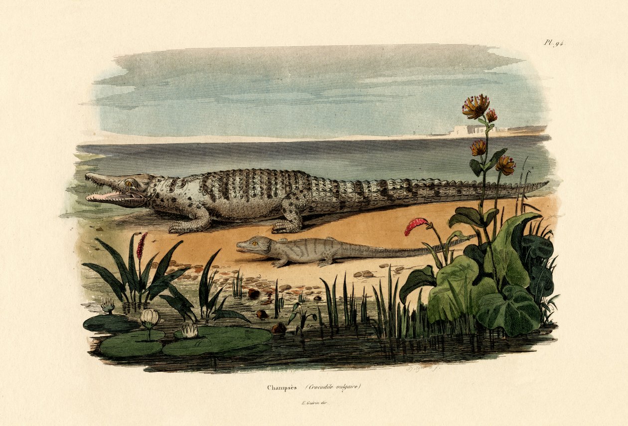 Timsahlar, 1833-39 by French School