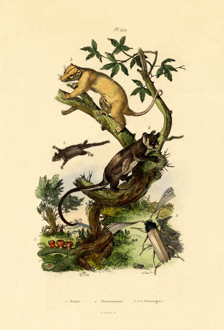 Kupa Morel, 1833-39 by French School