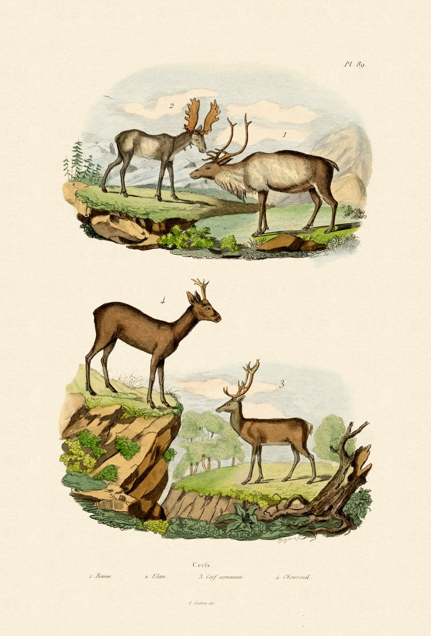 Geyik, 1833-39 by French School