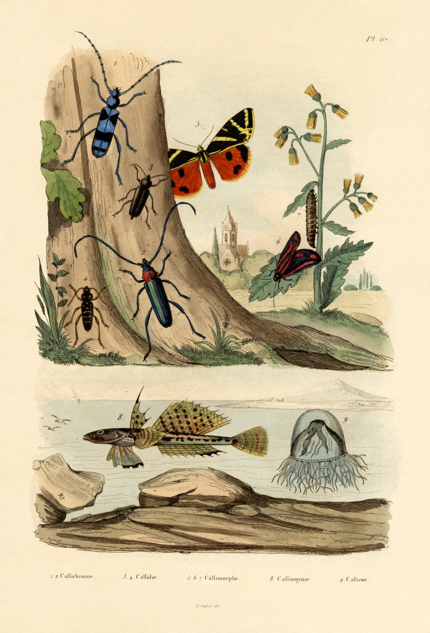 Çiy Güvesi, 1833-39 by French School