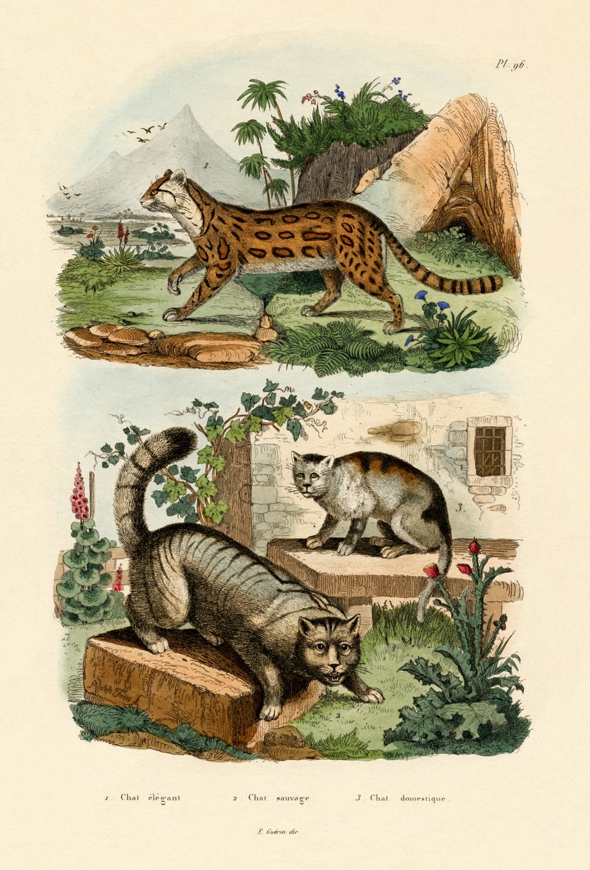 Yerli Kedi, 1833-39 by French School