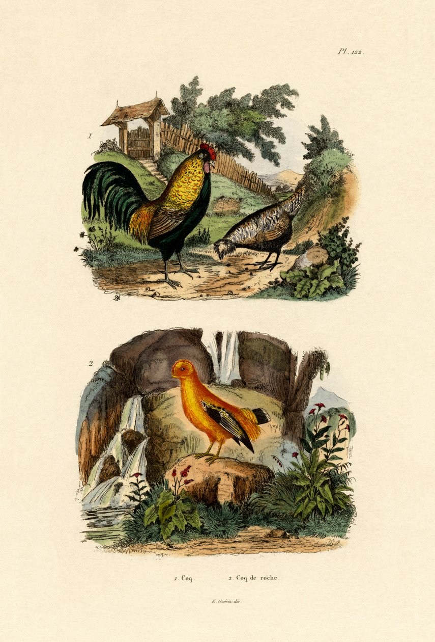 Yerli Tavuk, 1833-39 by French School
