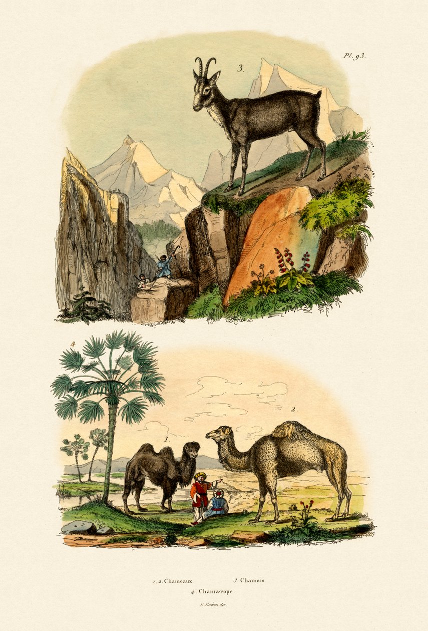 Dromedary, 1833-39 by French School