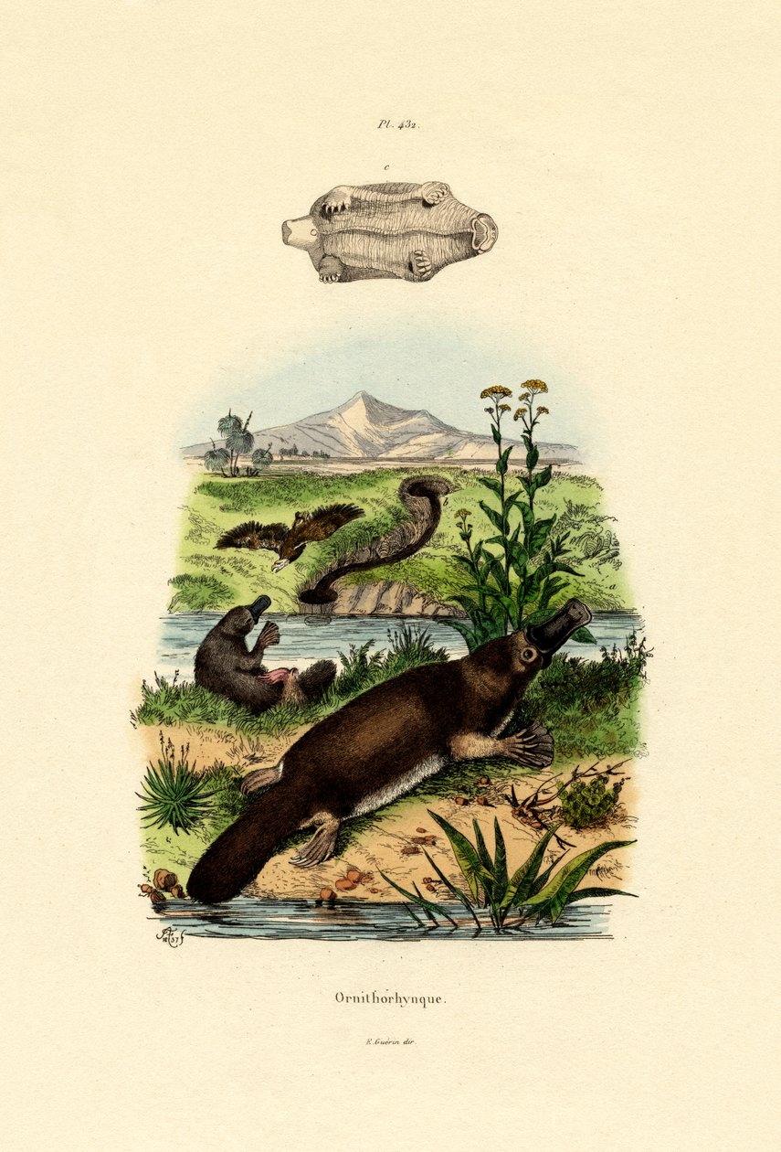 Ördek Gagalı Platypus, 1833-39 by French School