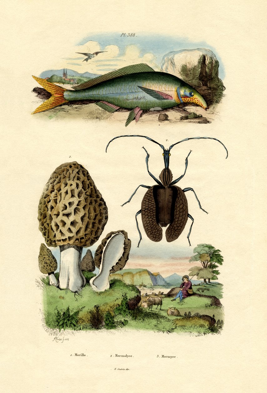 Yenilebilir Morel, 1833-39 by French School