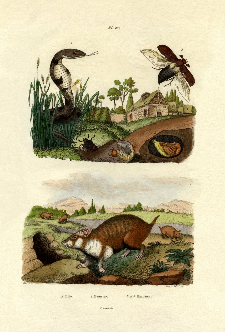 Mısır kobrası, 1833-39 by French School