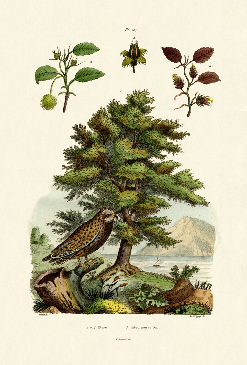 Avrupa Kayını, 1833-39 by French School