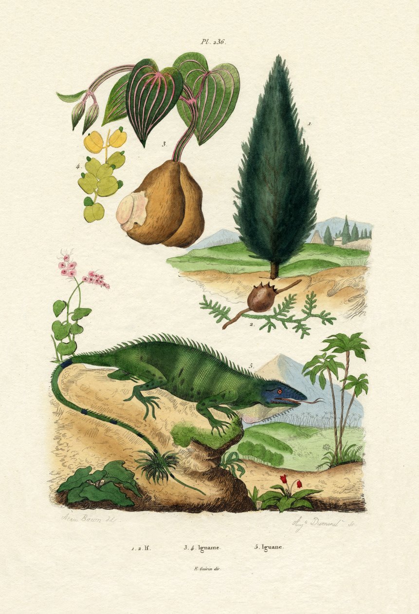 Avrupa Porsuğu, 1833-39 by French School