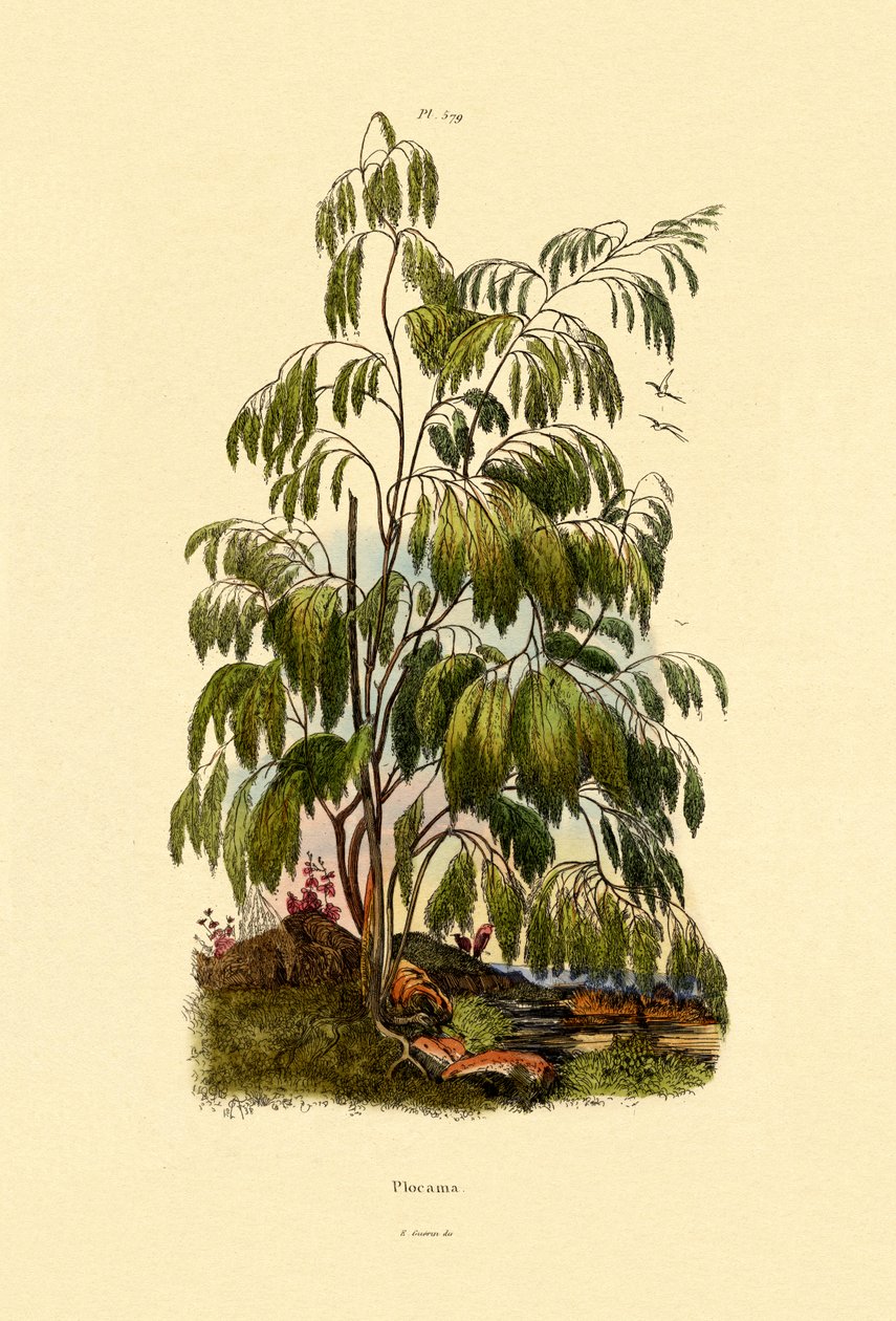 Dökmeyen Çalı, 1833-39 by French School