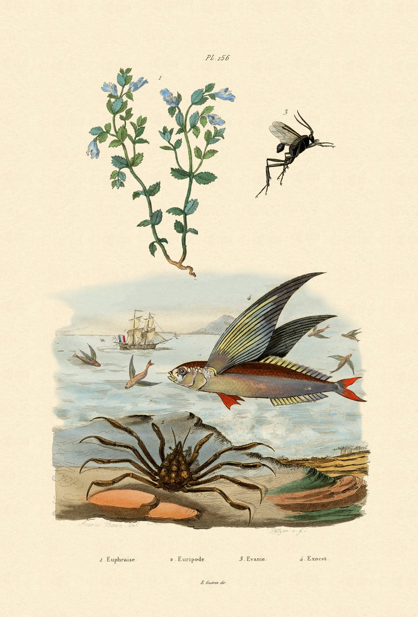 Eyebright, 1833-39 by French School
