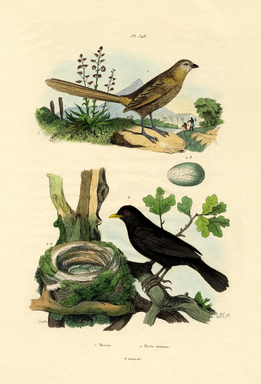 Peri çalıkuşu, 1833-39 by French School
