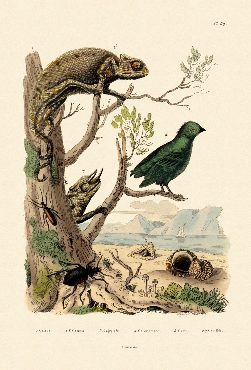 Yanlış Kabarcık Böceği, 1833-39 by French School
