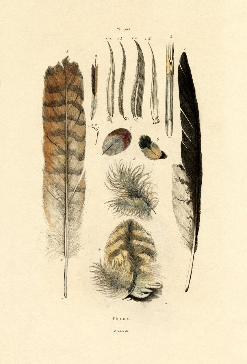 Tüyler, 1833-39 by French School