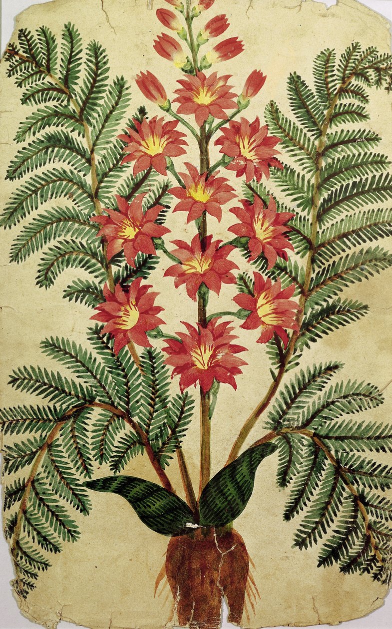 Fern with red and yellow flowers, plate from a seed merchants in Oisans  by French School