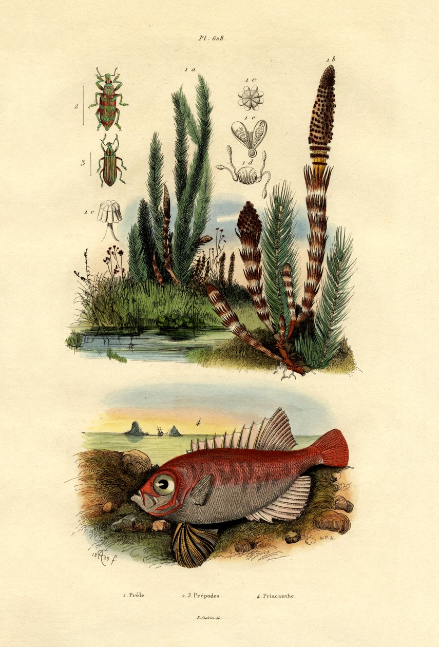 Tarla Atkuyruğu, 1833-39 by French School