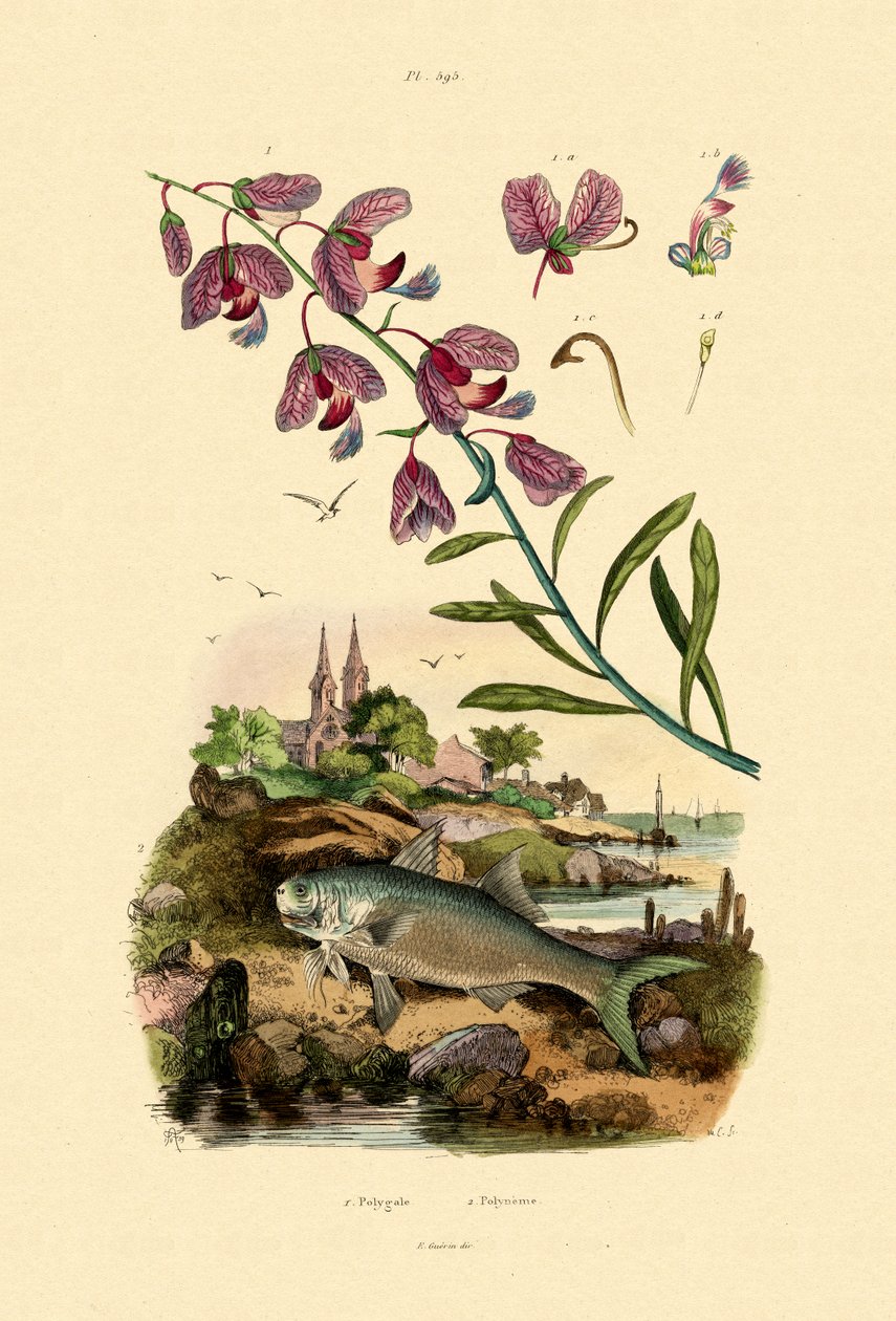 Son, 1833-39 by French School