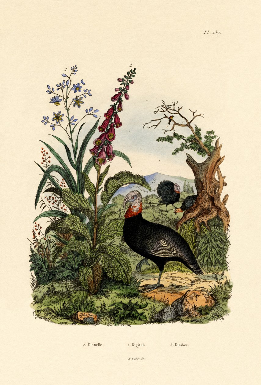 keten zambağı, 1833-39 by French School