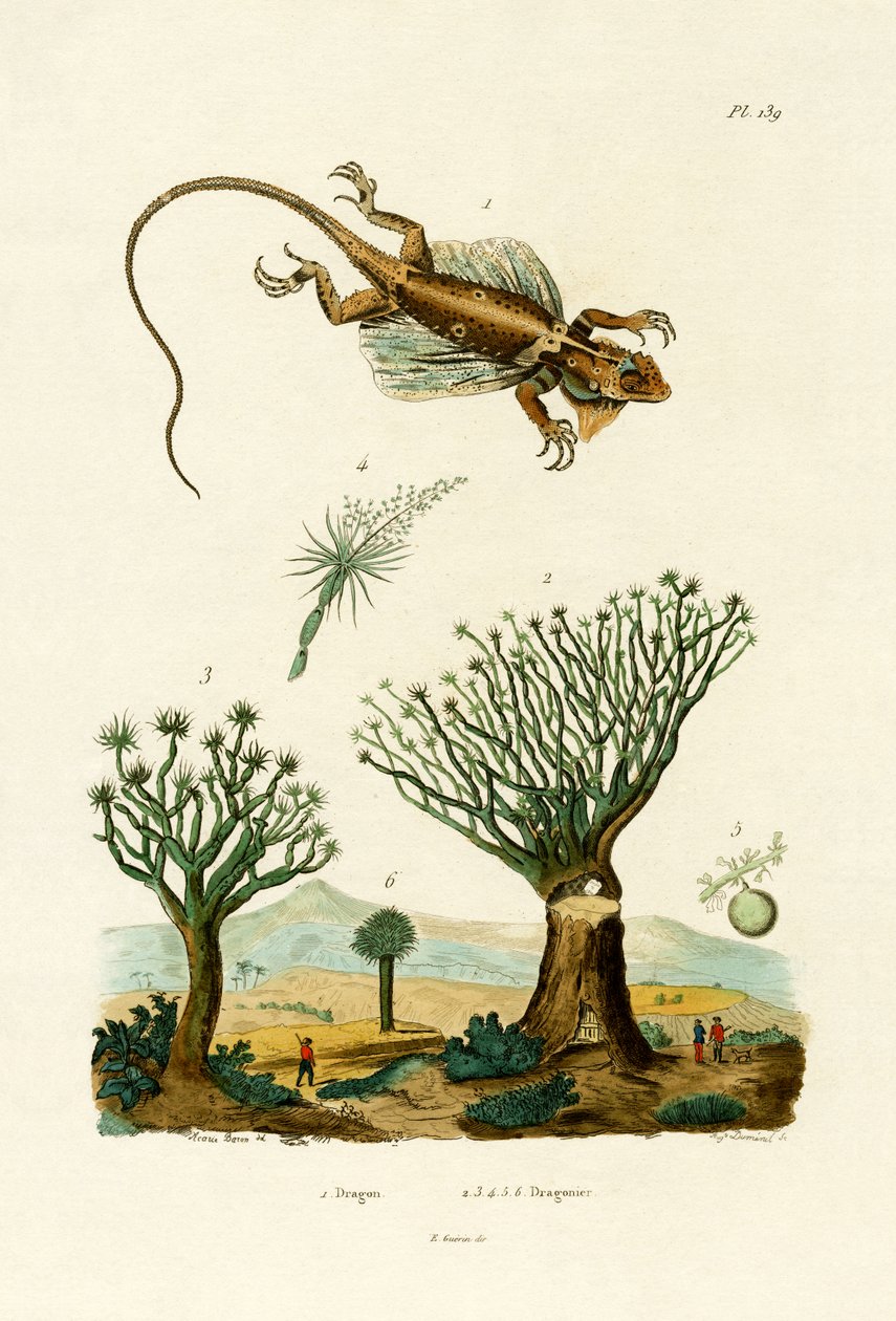 Uçan Ejderha, 1833-39 by French School