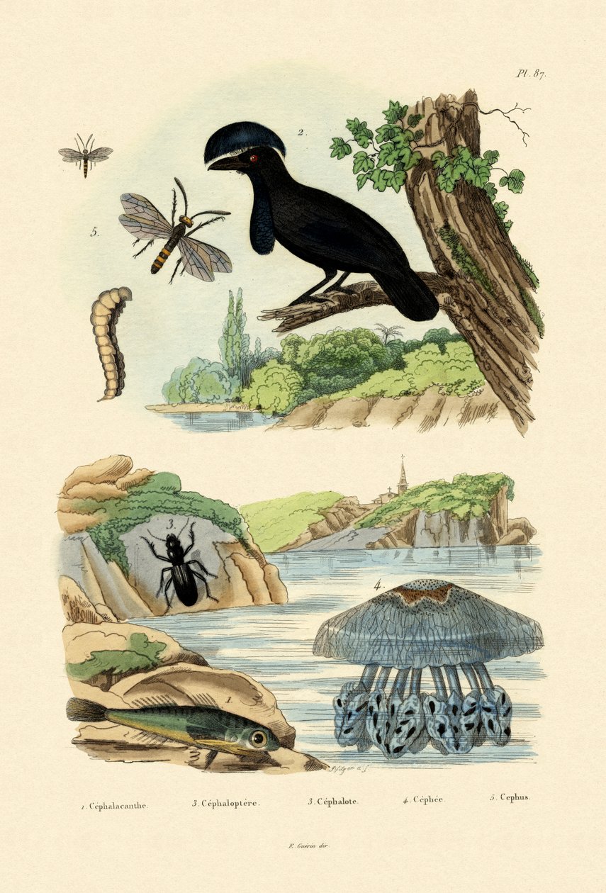 Uçan Gurnard, 1833-39 by French School