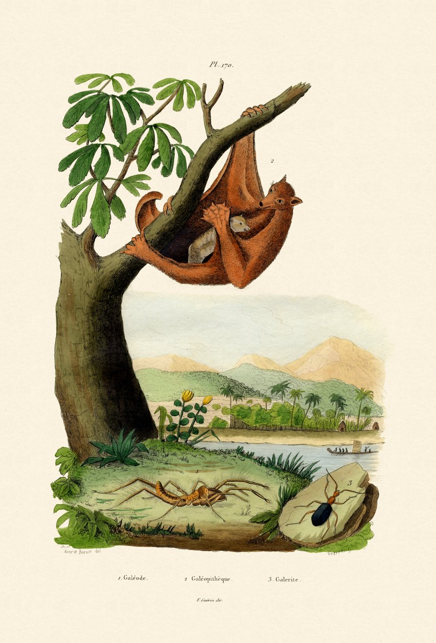 Uçan Lemur, 1833-39 by French School