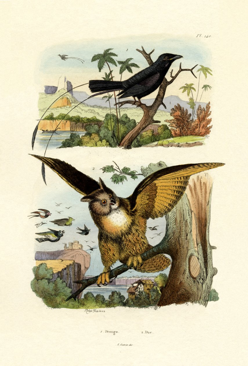 Çatal kuyruklu Drongo, 1833-39 by French School