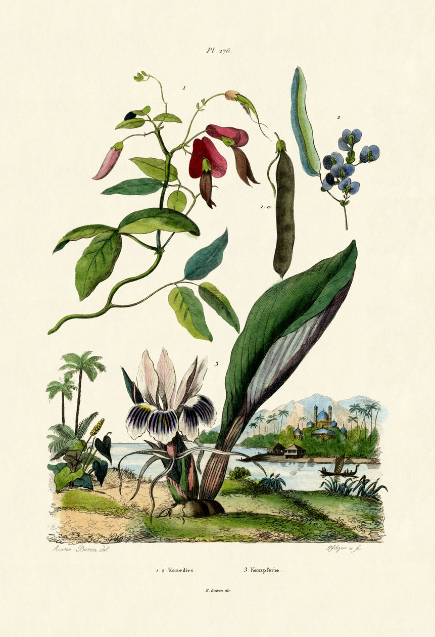 Galangal, 1833-39 by French School