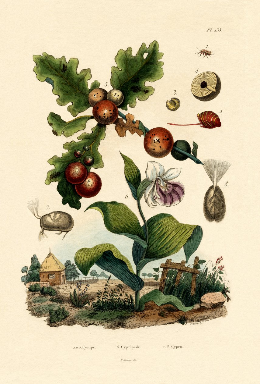 safra yaban arısı, 1833-39 by French School
