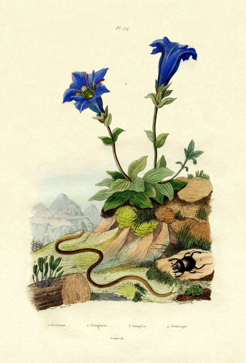 Centiyana, 1833-39 by French School
