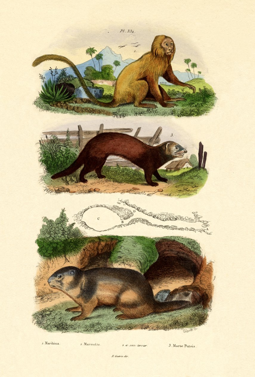 Geoffroys Tamarin, 1833-39 by French School