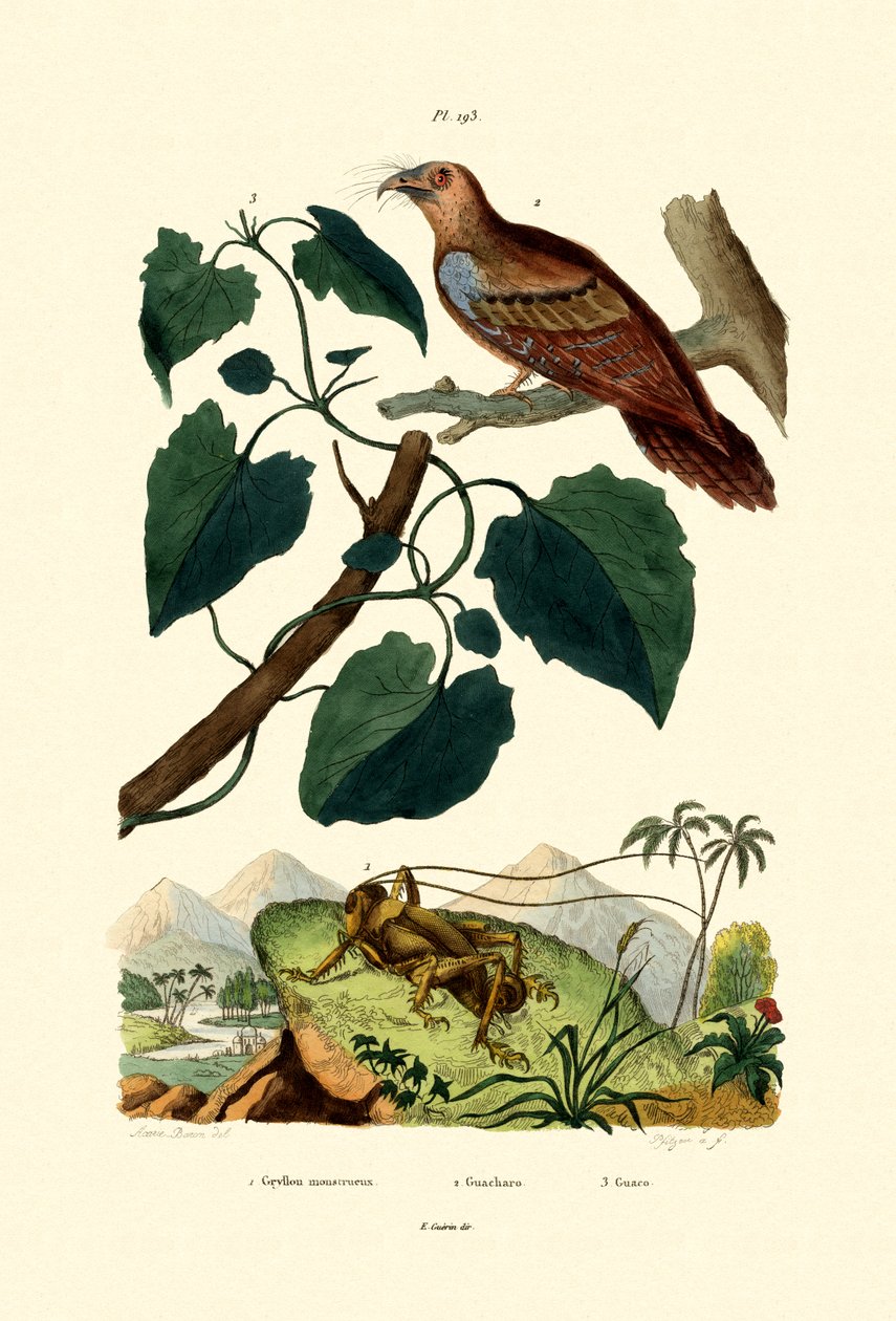 Dev Kriket, 1833-39 by French School