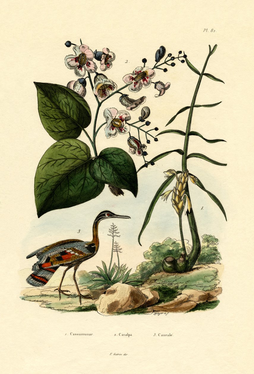 zencefil, 1833-39 by French School