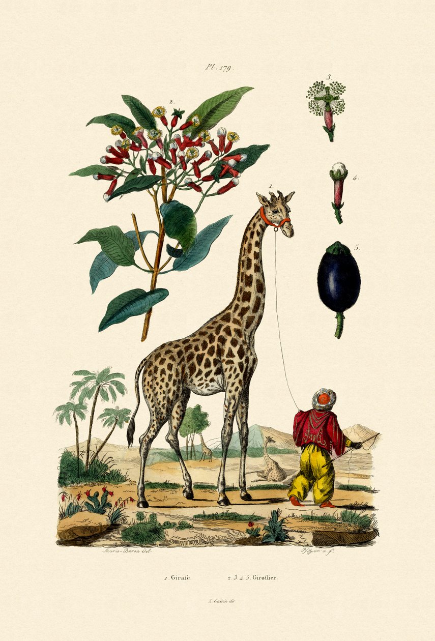 Zürafa, 1833-39 by French School