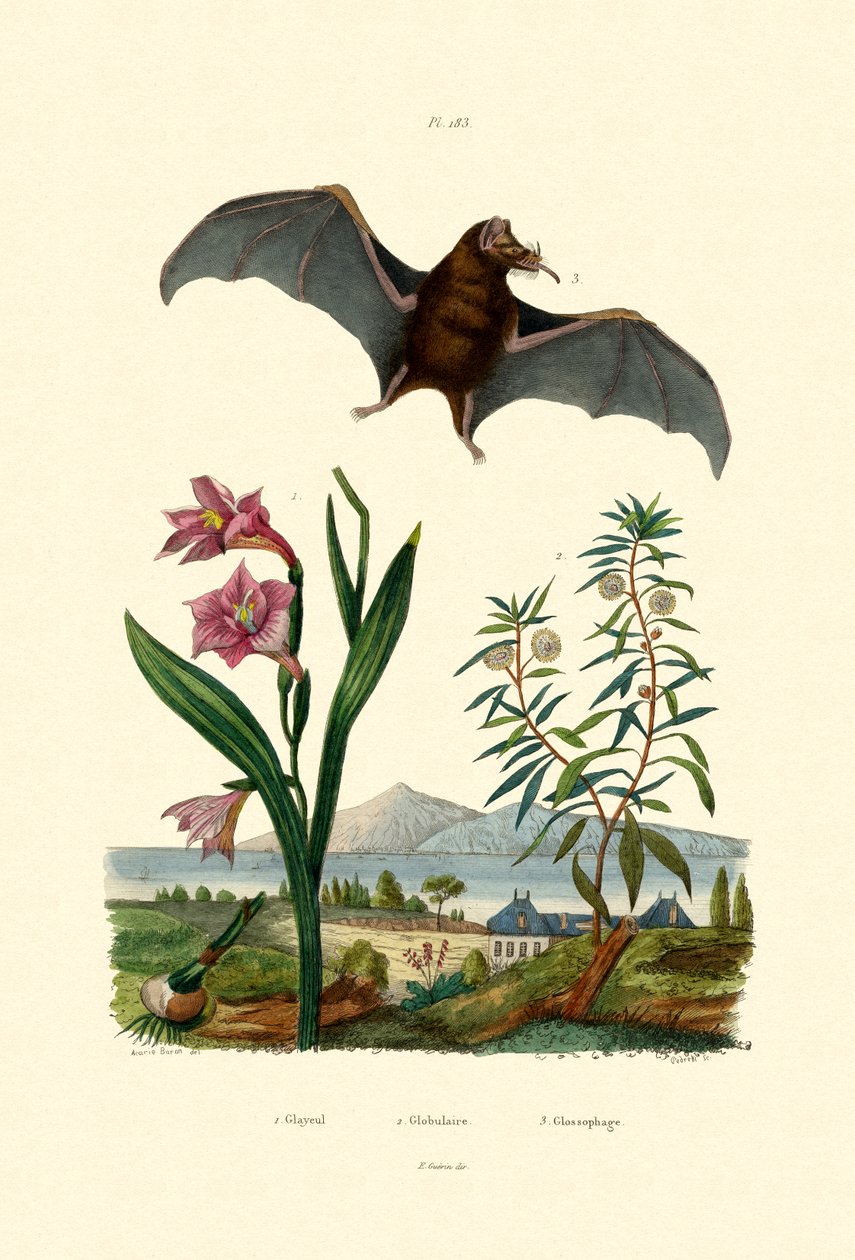 Glayöl, 1833-39 by French School