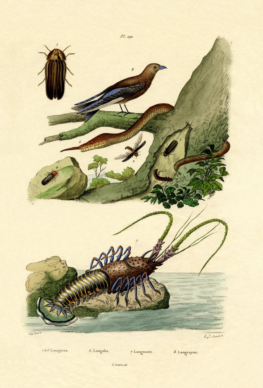 Glimworm, 1833-39 by French School
