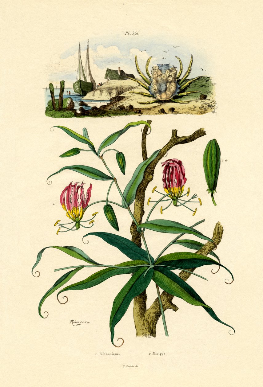 Gloriosa Zambak, 1833-39 by French School