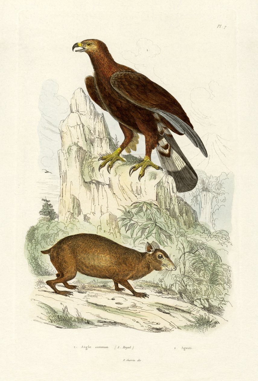 Altın Kartal, 1833-39 by French School