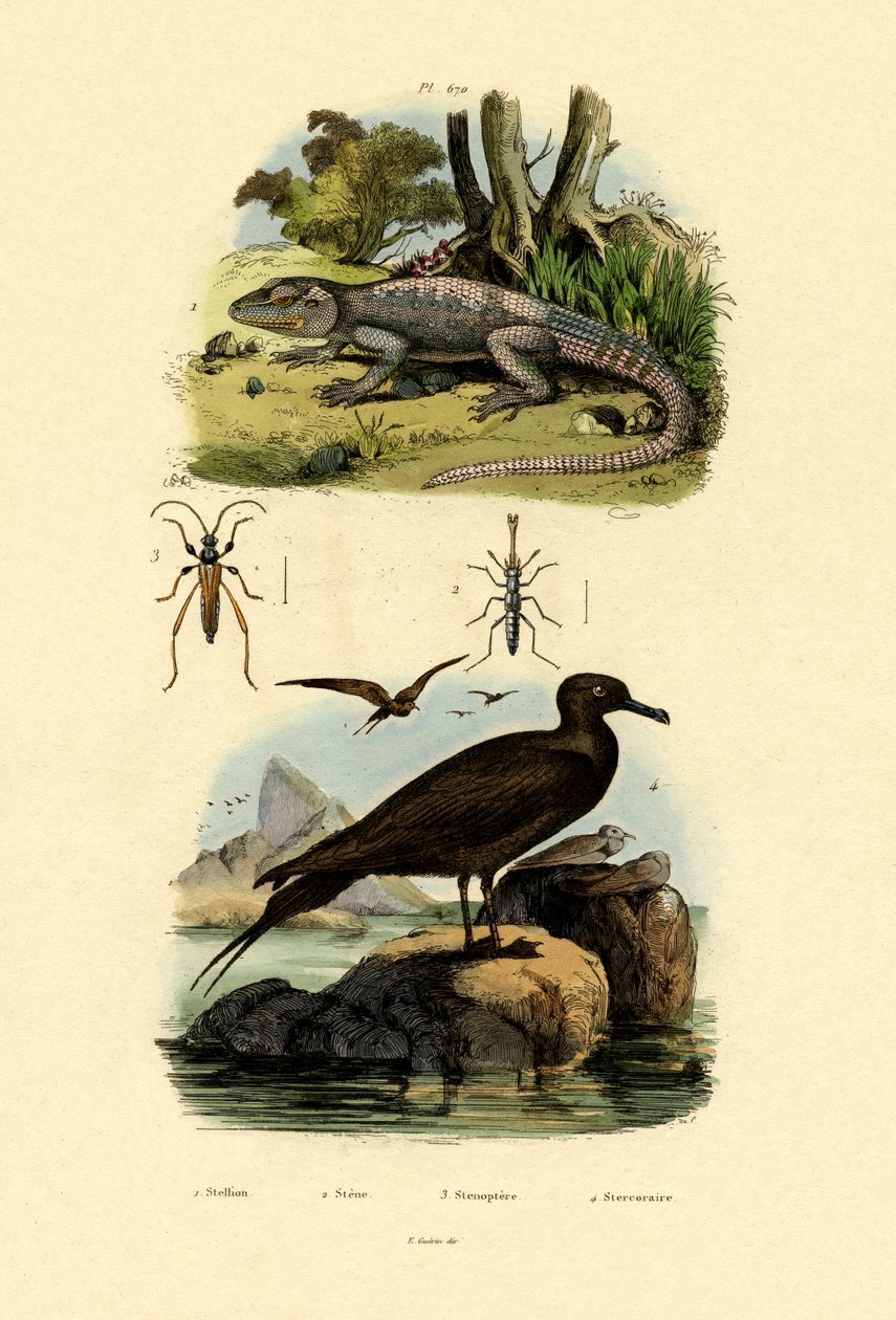 Büyük Skua, 1833-39 by French School