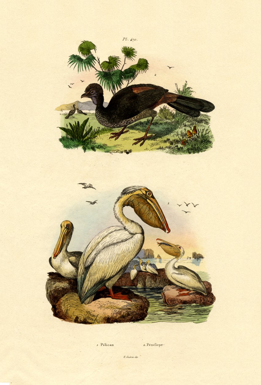 Büyük Beyaz Pelikan, 1833-39 by French School