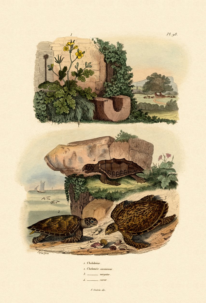 Büyük Kırlangıçotu, 1833-39 by French School